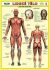 Lidské tělo - Přehled orgánových soustav - Svalová soustava - Petr Kupka