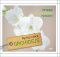 Orchideje - Rychlý rádce: 99 rad pro rychlé řešení problémů - Martin Staffler,Folko Kullmann